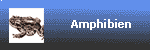 Amphibien