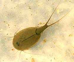 Urkrebs im Aquarium