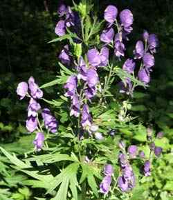 Blauer Eisenhut - Aconitum napellus, Foto: AGON/Neuhaus 15.07.07