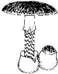 Grüner Knollenblätterpilz