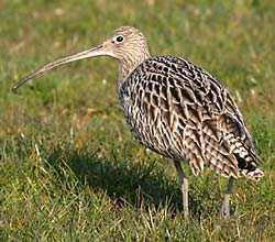 Gro�er Brachvogel, Foto: AGON/ Neuhaus