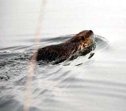 Nutria, Foto AGON/Göbel