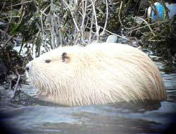 Nutria, Foto AGON/ Pitzer