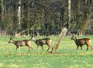 Rehe, 13.03.09 