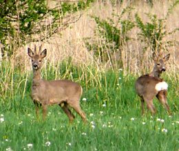 Rehe im Ruhrtal, 14.04.09 