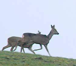 Rehe, Bürenbrucher Weg, 05.03.11 