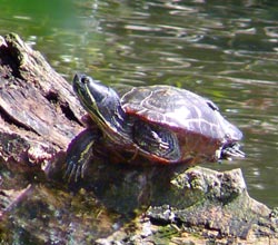 Schmuckschildkrte, 26.07.09 