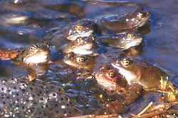 Grasfrosch-Laichgesellschaft (Foto AGON/Ackermann)