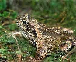 Grasfrosch (Foto AGON/Neuhaus)