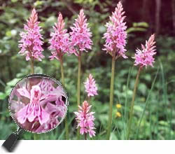 Dactylorhiza maculata