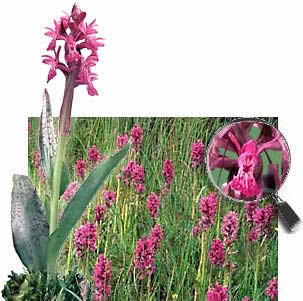 Dactylorhiza majalis