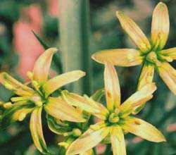 Wald-Goldstern - Gagea lutea