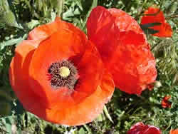 Klatschmohn