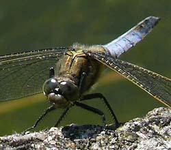 Ein Kraftpaket: Groer Blaupfeil, 09.06.08