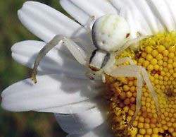 Vernderliche Krabbenspinne (Foto: AGON/M. Trger)