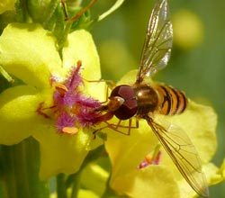 Hainschwebfliege, 26.07.09