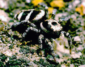 Zebraspringspinne