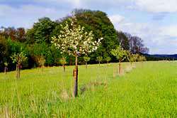 Obstwiese Elsetal