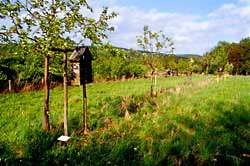 Obstwiese Höfen