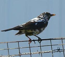 gescheckte Amsel, Foto: AGON/W. Pitzer 14.06.09