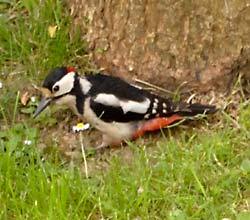 Buntspecht, Foto: Andreas Malke