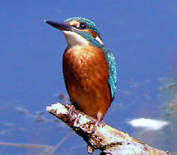 Eisvogel am Geiseckesee Foto: AGON Archiv