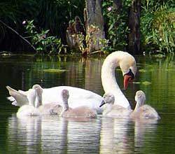 Höckerschwan mit Jg., 14.07.2010 