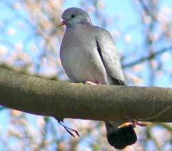 Kleiber, Bürenbruch, 08.04.11