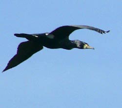 Kormoran, 07.04.2010