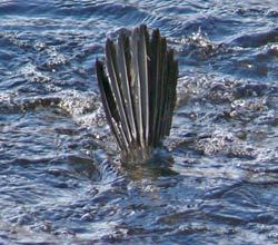 Kormoran spielt Grndelente, 17.02.10