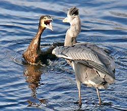 Der Kormoran schimpft, 17.02.10