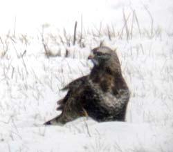 Rauhfußbussard, Foto: AGON/Göbel 