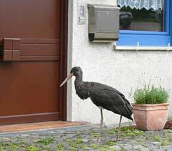 ...und vor einer Haustür. 11.08.2010 