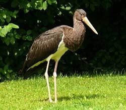 Junger Schwarzstorch auf der AWO-Wiese