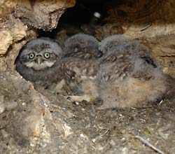 3 junge Steinkäuze in der Bruthöhle 23.05.07