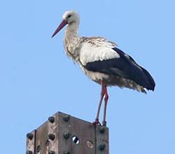 Storch 02.03.09 Foto: AGON/Gbel