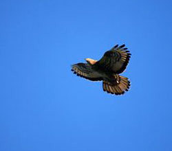 Wespenbussard, Foto: AGON/Sauer 19.08.09