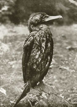 Kormoran, Foto: Georg Hoffmann