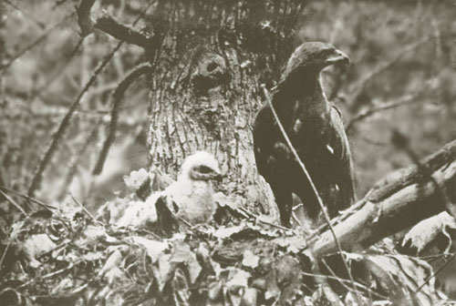 Schelladler, Foto: Georg Hoffmann