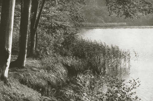 Die Schilfecke, Foto: Georg Hoffmann