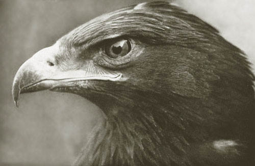 Schreiadler,Foto: Georg Hoffmann