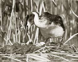Haubentaucher, Foto: Georg Hoffmann