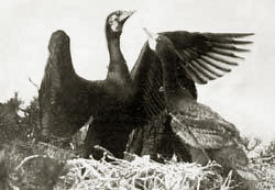 Kormoran, Foto: Georg Hoffmann