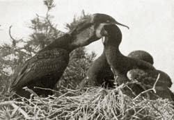 Kormoran, Foto: Georg Hoffmann