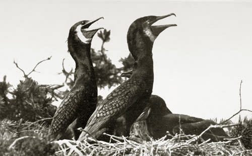 Kormoran, Foto: Georg Hoffmann
