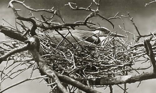 Graureiher, Foto: Georg Hoffmann