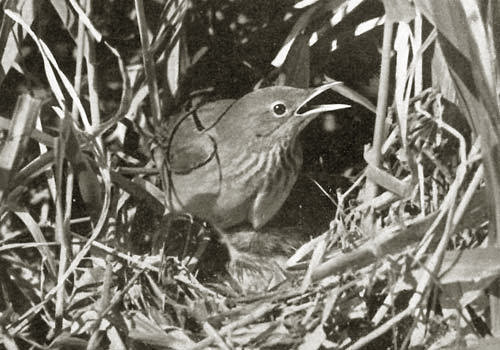 Schlagschwirl, Foto: Georg Hoffmann